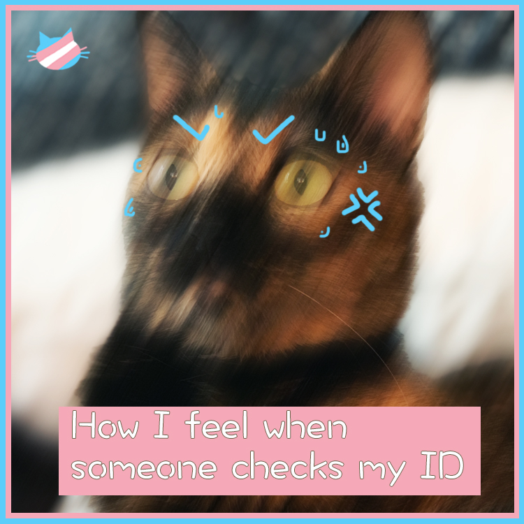 Transgender In China Explained In 8 Cat Memes Amnesty International Transgender In China Explained In 8 Cat Memes Amnesty International