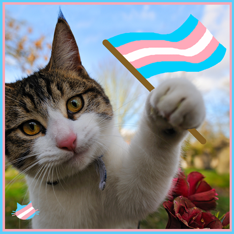 Transgender In China Explained In 8 Cat Memes Amnesty International Transgender In China Explained In 8 Cat Memes Amnesty International